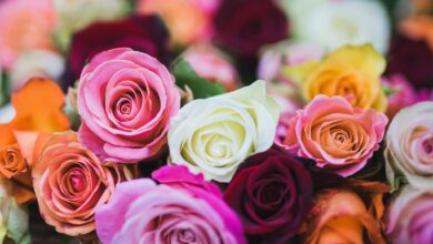 The meaning of different numbers of roses