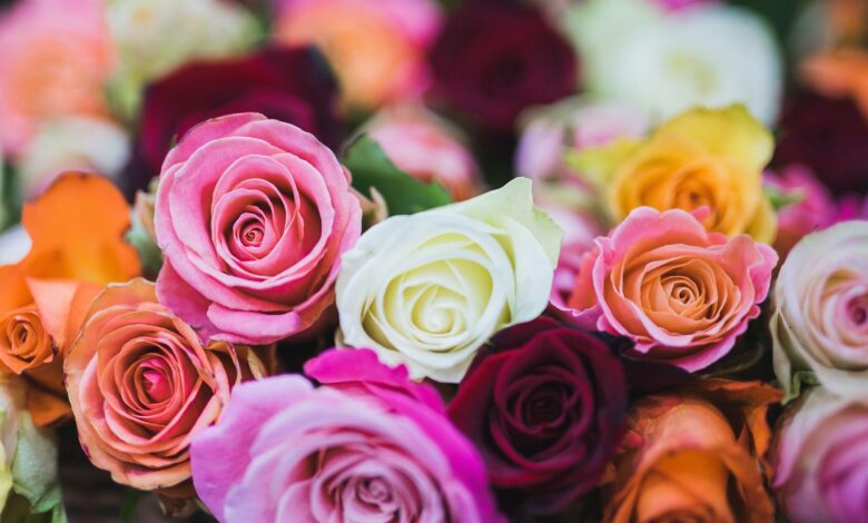 The meaning of different numbers of roses
