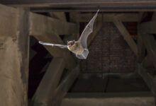 Professional Bat Removal Services in Houston: Safeguarding Your Home and Family