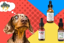 The 8 Best CBD Oil Products for Pets: A Comprehensive Guide