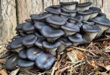 Can I Forage for Blue Oyster Mushrooms in the Wild?