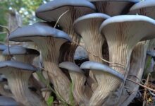 How long does it take for blue oyster mushrooms to grow